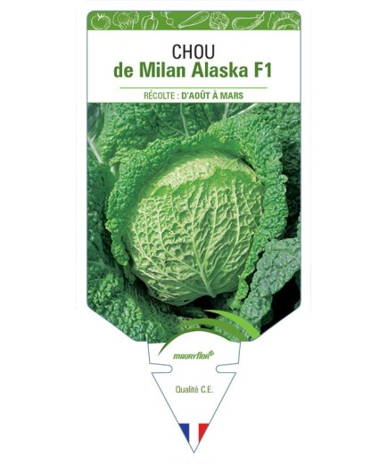 CHOU DE MILAN ALASKA F1