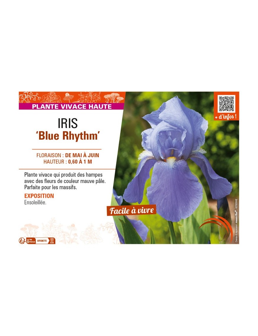 IRIS (germanica) Blue Rhythm