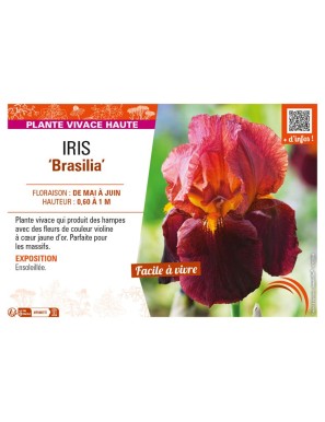 IRIS (germanica) Brasilia