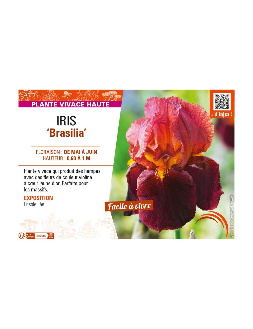 IRIS (germanica) Brasilia