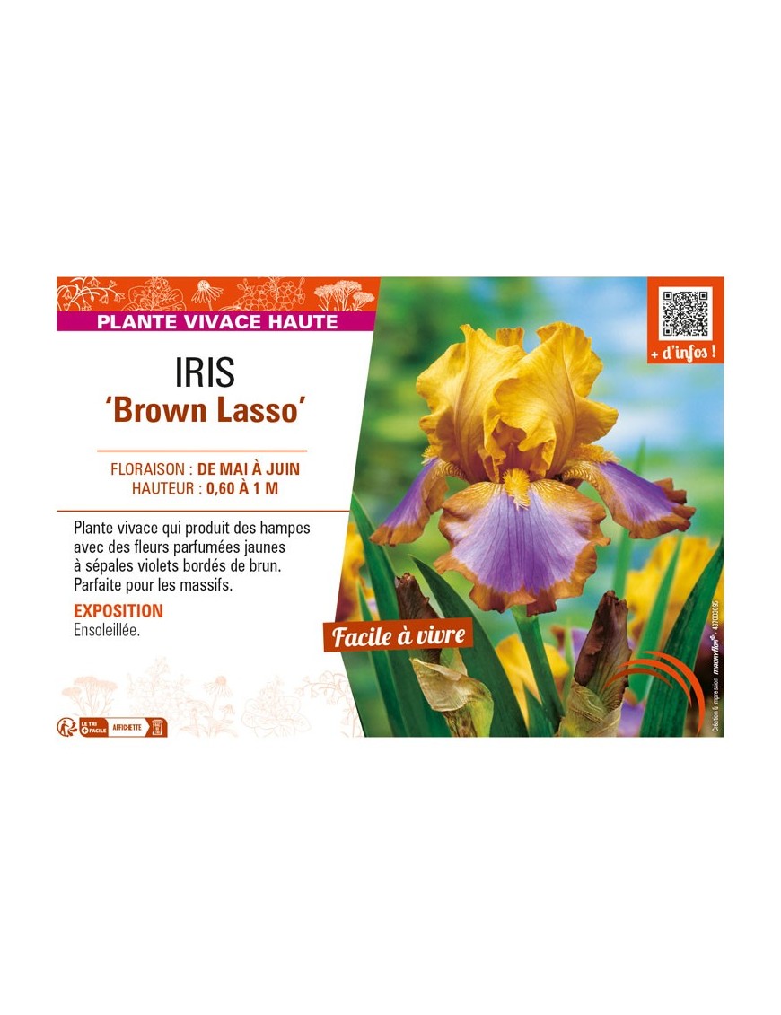 IRIS (germanica) Brown Lasso