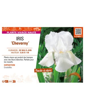 IRIS (germanica) Cheverny