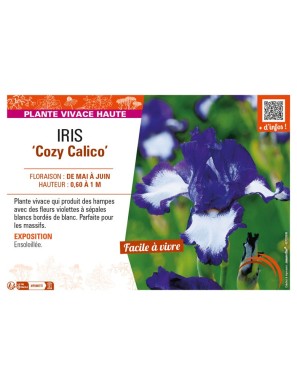IRIS (germanica) Cozy Calico