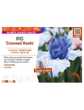IRIS (germanica) Crowned Heads