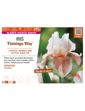 IRIS (germanica) Flamingo Way