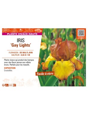 IRIS (germanica) Gay Lights