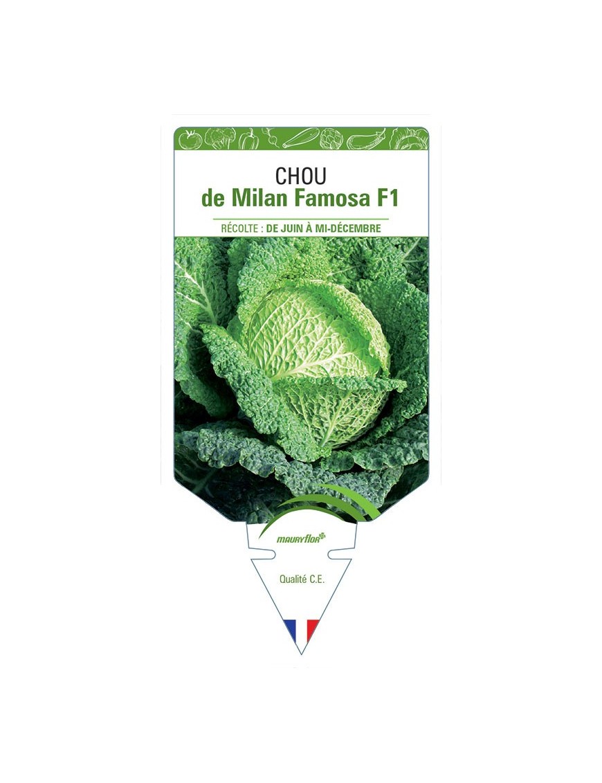 CHOU DE MILAN FAMOSA F1