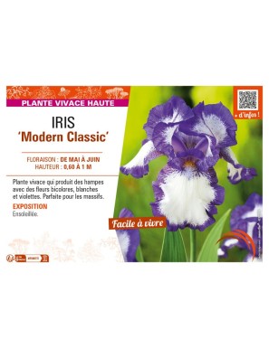 IRIS (germanica) Modern Classic