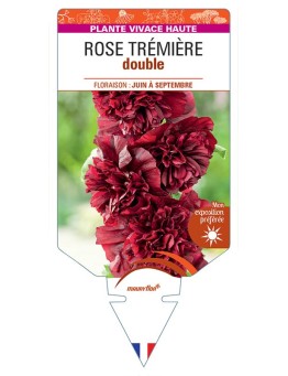 ROSE TRÉMIÈRE DOUBLE (pourpre) *