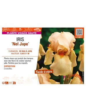 IRIS (germanica) Nel Jape