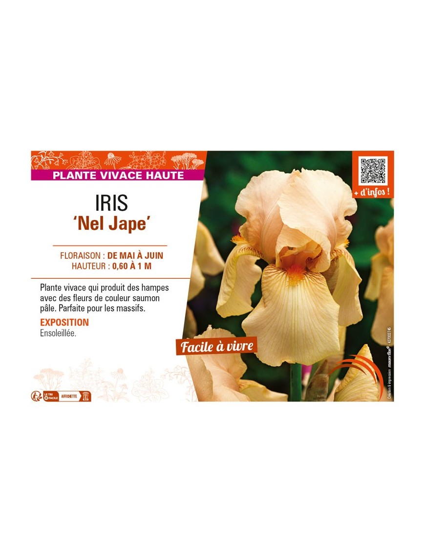 IRIS (germanica) Nel Jape