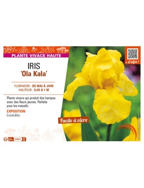 IRIS (germanica) Ola Kala