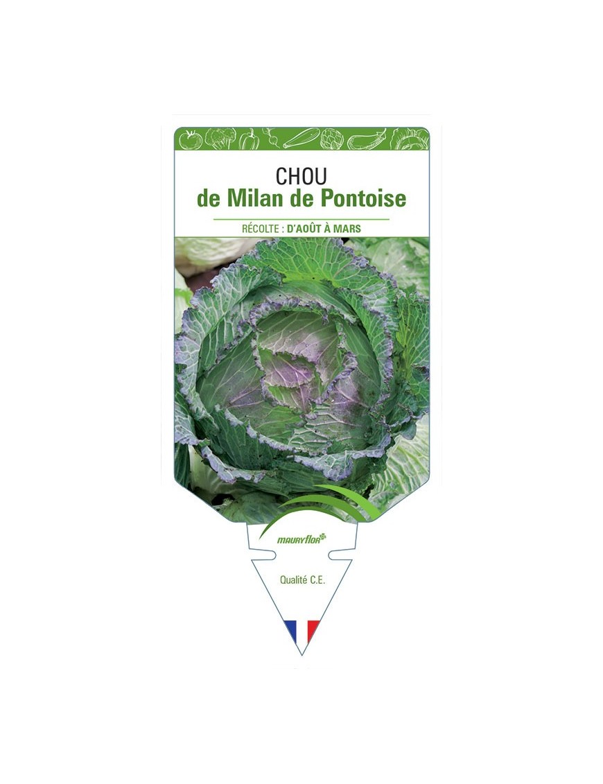 CHOU DE MILAN DE PONTOISE