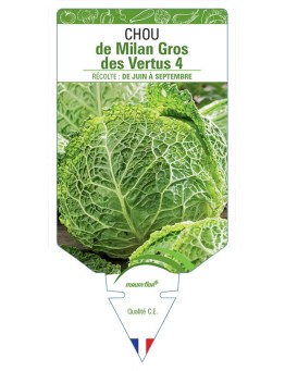 CHOU DE MILAN GROS DES VERTUS 4