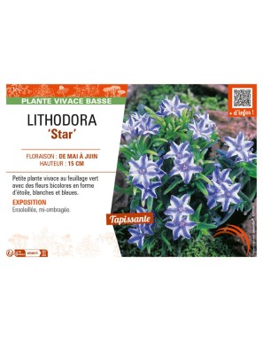 LITHODORA (diffusa) Star