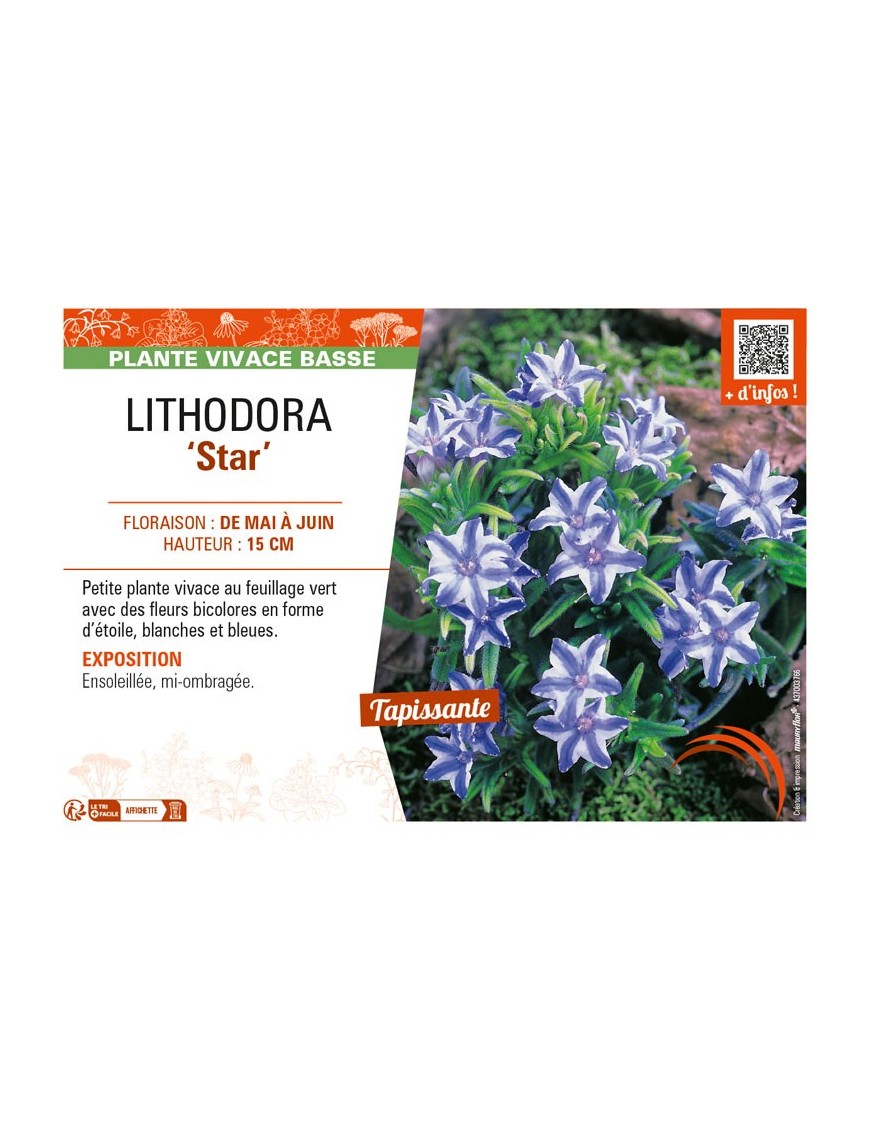 LITHODORA (diffusa) Star