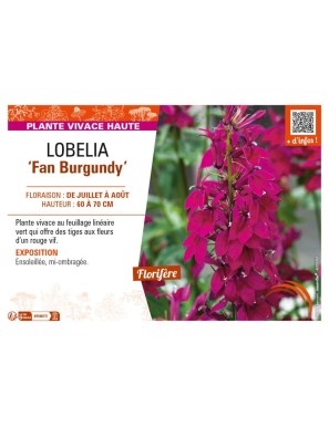 LOBELIA (speciosa) Fan Burgundy
