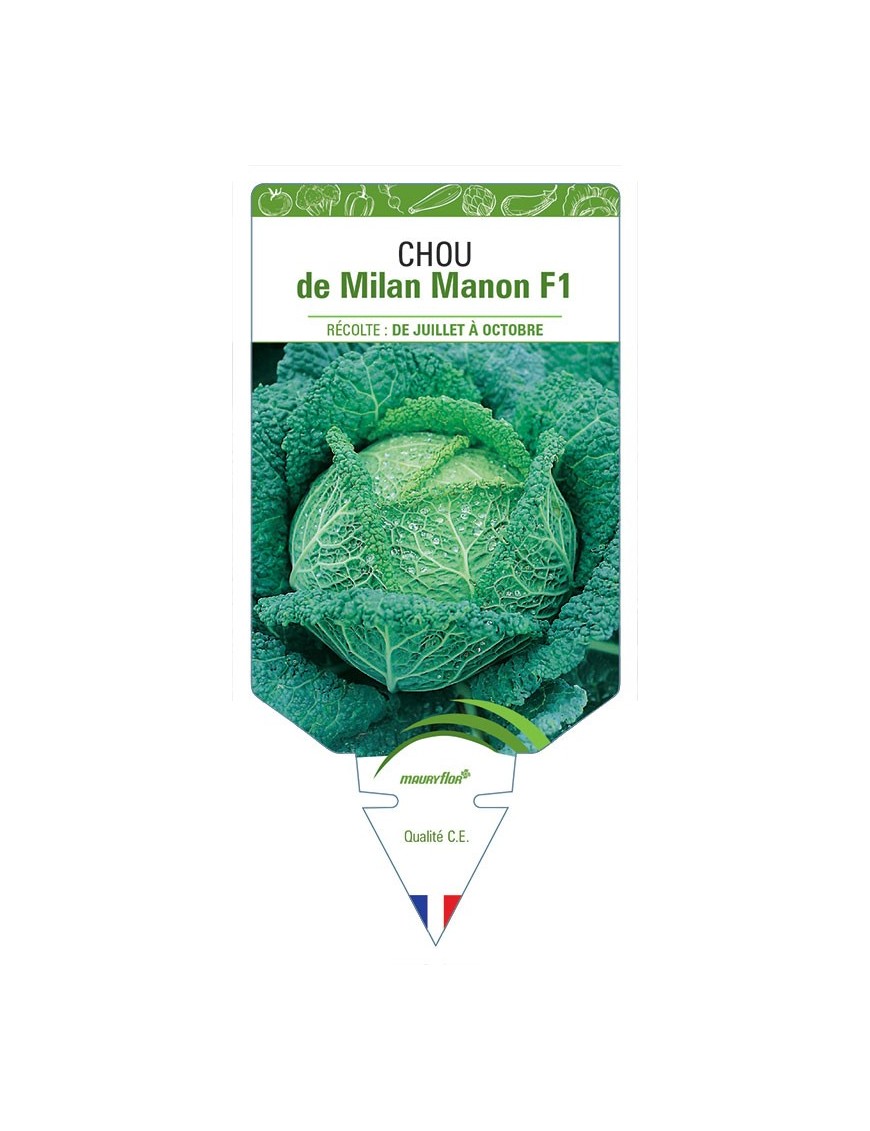 CHOU DE MILAN MANON F1