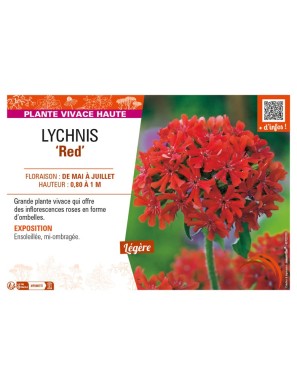 LYCHNIS (chalcedonica) Red