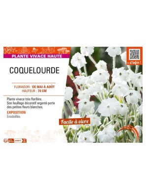 LYCHNIS coronaria voir COQUELOURDE (blanc)
