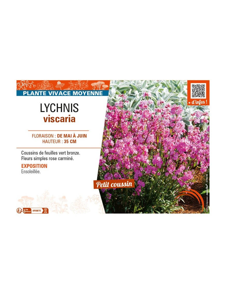 LYCHNIS viscaria