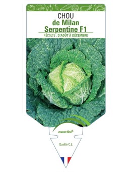 CHOU DE MILAN SERPENTINE F1