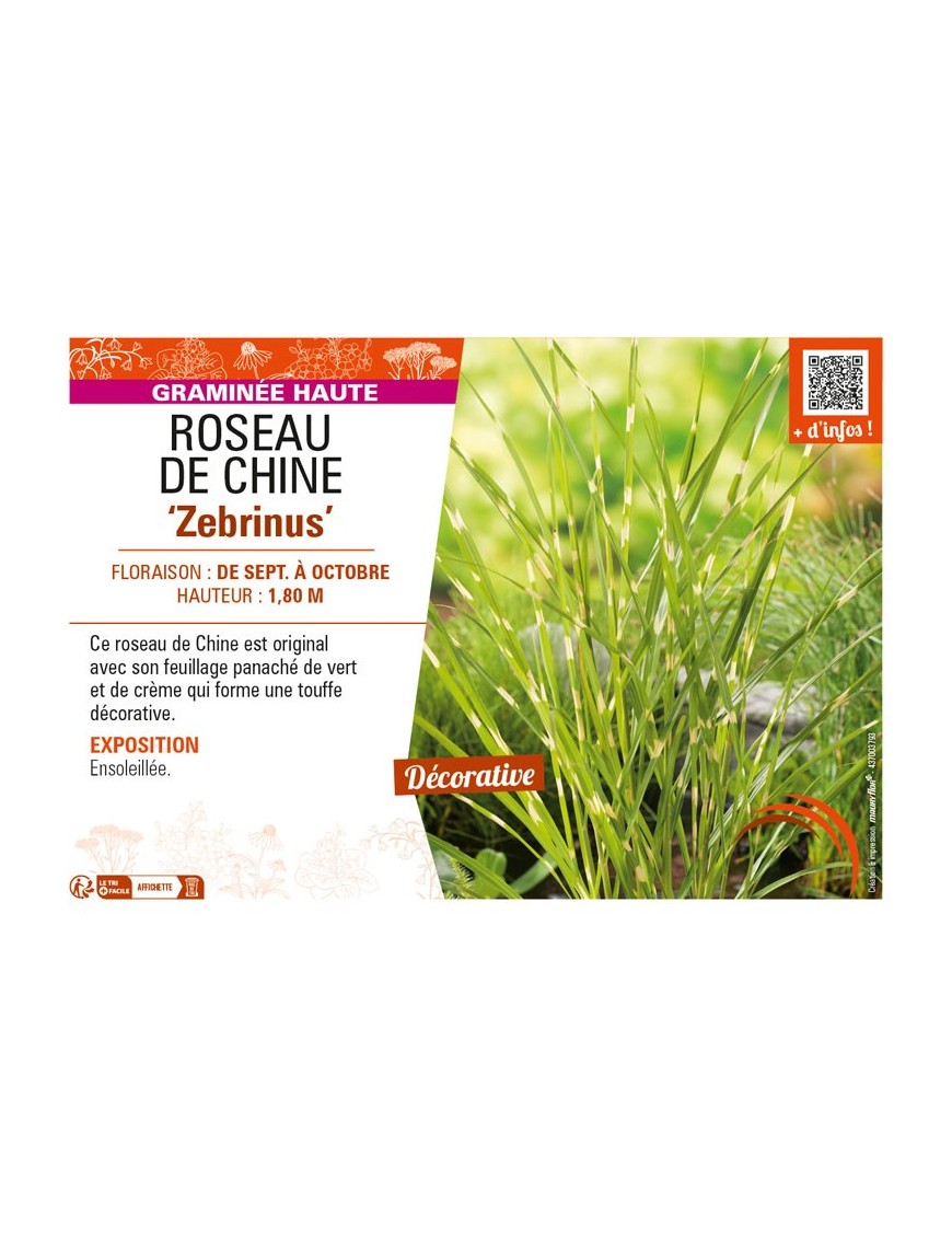 MISCANTHUS sinensis Zebrinus voir ROSEAU DE CHINE