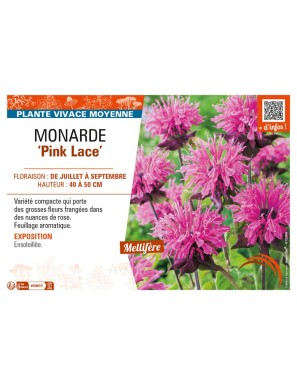 MONARDA (didyma) Pink Lace