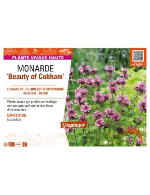 MONARDA Beauty of Cobham