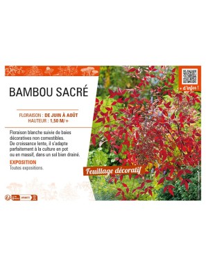 NANDINA DOMESTICA voir BAMBOU SACRÉ