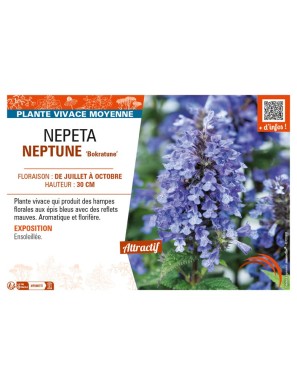 NEPETA (nervosa) NEPTUNE Bokratune