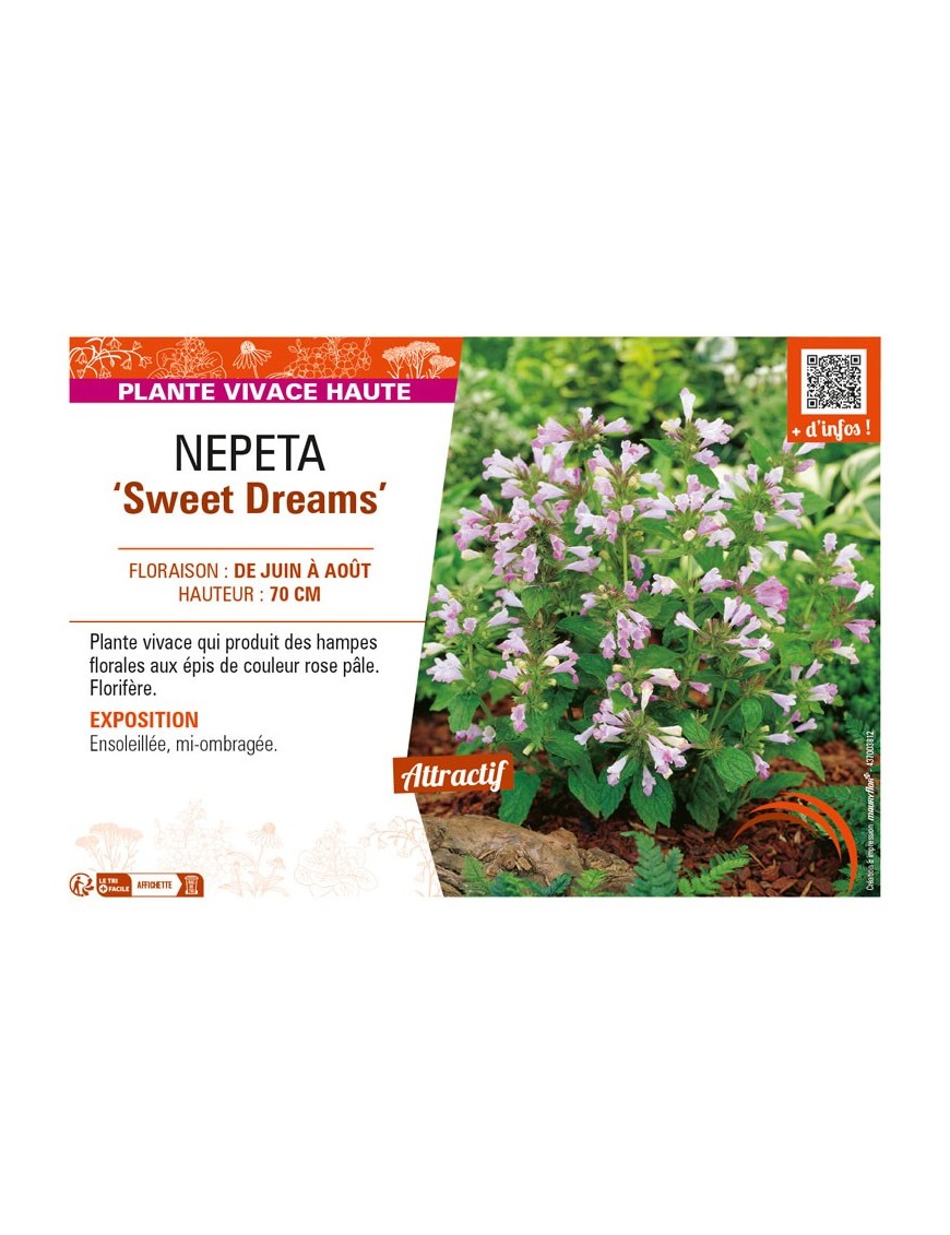 NEPETA (subsessilis) Sweet Dreams