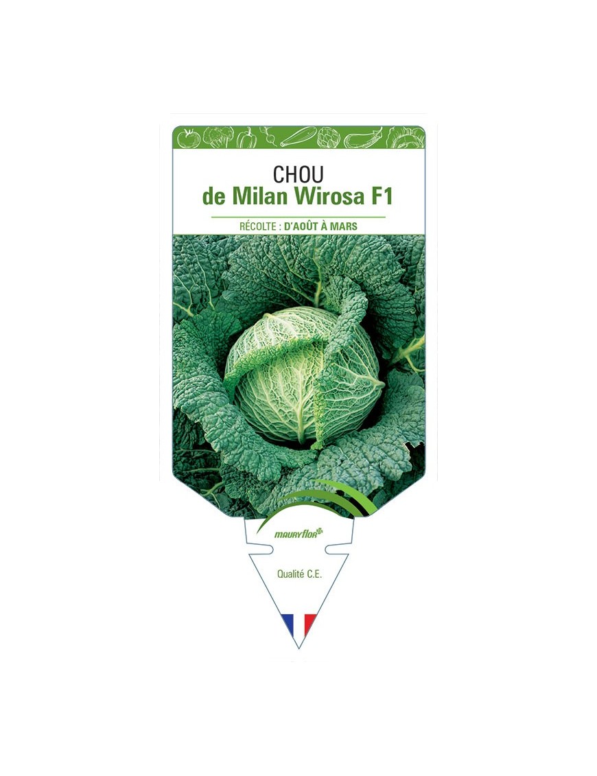 CHOU DE MILAN WIROSA F1