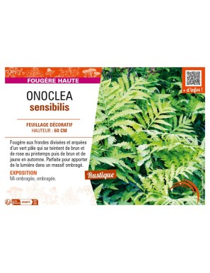 ONOCLEA sensibilis