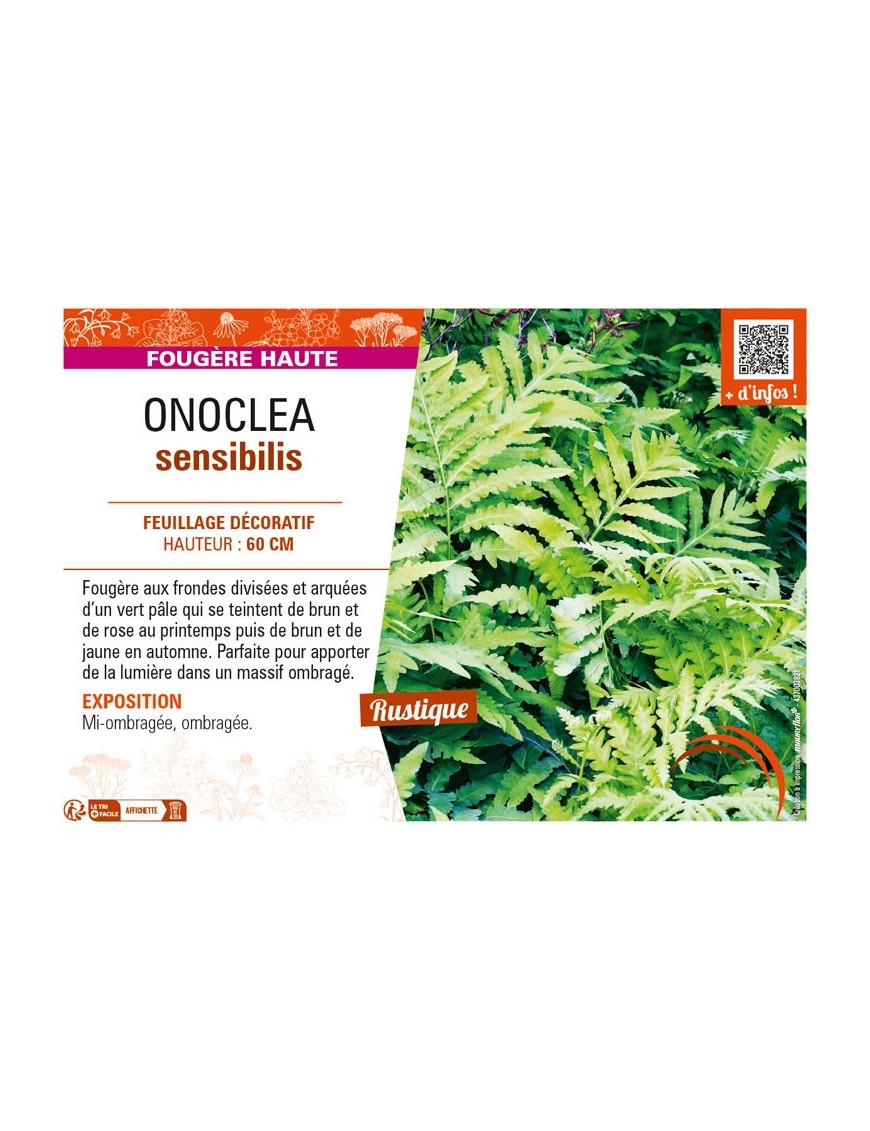 ONOCLEA sensibilis