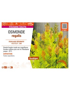 OSMUNDA regalis