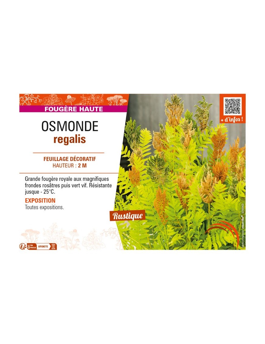 OSMUNDA regalis