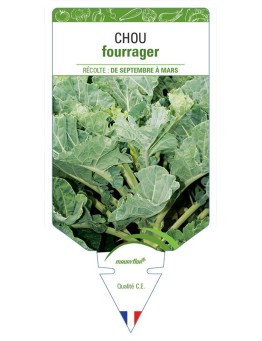 CHOU FOURRAGER