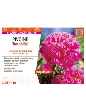 PAEONIA lactiflora Amabilis voir PIVOINE
