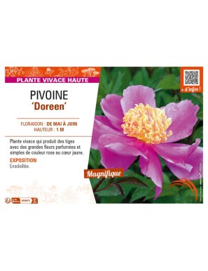 PAEONIA lactiflora Doreen voir PIVOINE