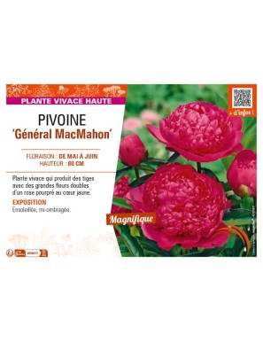 PAEONIA lactiflora Général MacMahon voir PIVOINE
