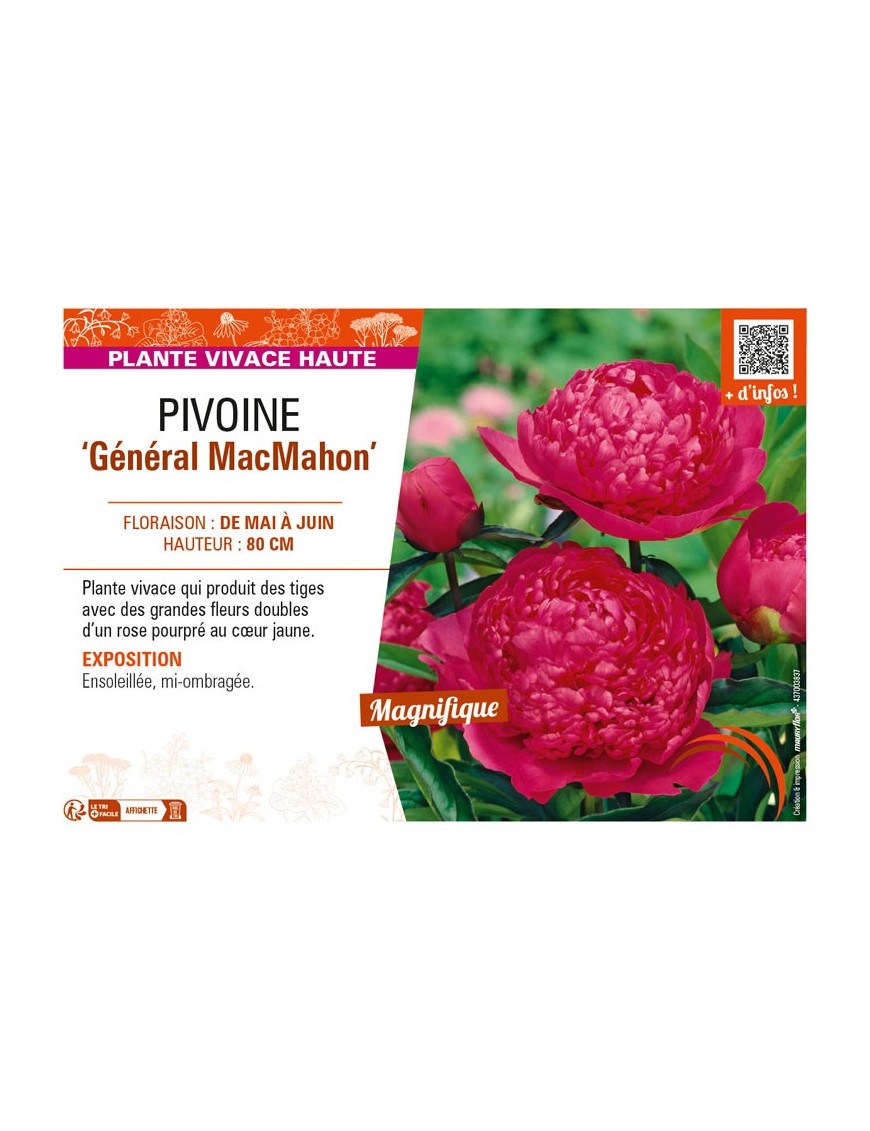 PAEONIA lactiflora Général MacMahon voir PIVOINE