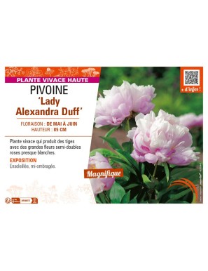PAEONIA lactiflora Lady Alexandra Duff voir PIVOINE