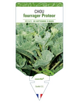 CHOU FOURRAGER PROTEOR
