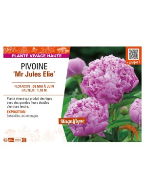 PAEONIA lactiflora Mr Jules Elie voir PIVOINE