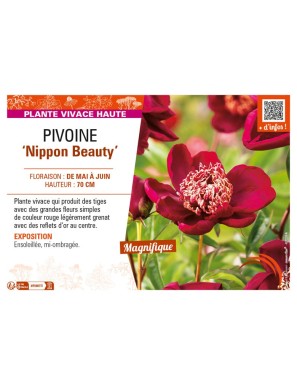 PAEONIA lactiflora Nippon Beauty voir PIVOINE