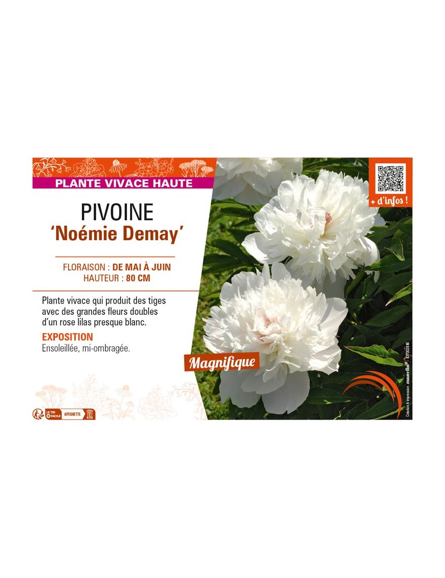 PAEONIA lactiflora Noémie Demay voir PIVOINE