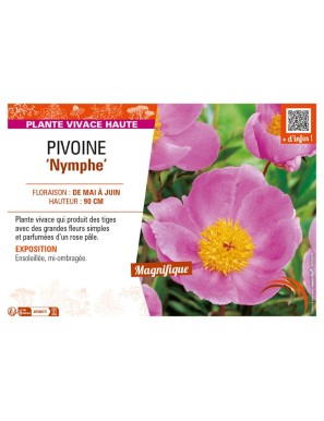PAEONIA lactiflora Nymphe voir PIVOINE
