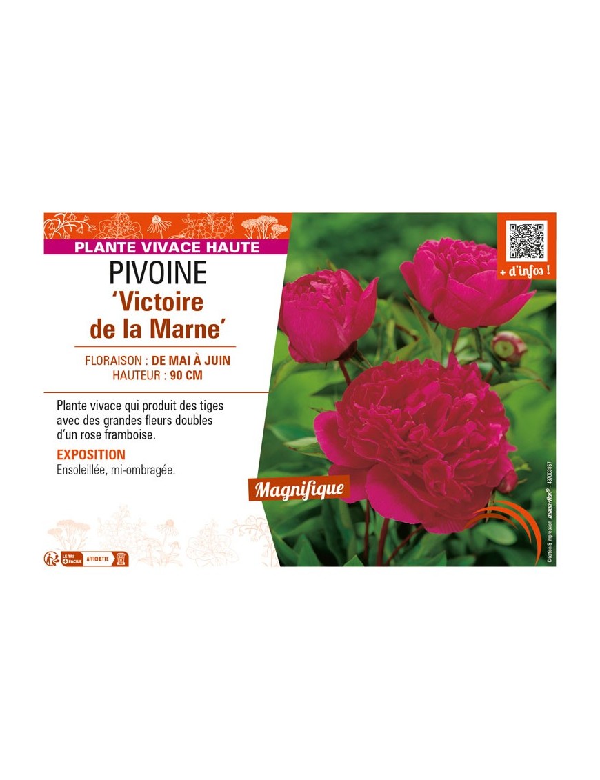 PAEONIA lactiflora Victoire de la Marne voir PIVOINE