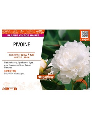 PAEONIA lactiflora voir PIVOINE (double blanc)